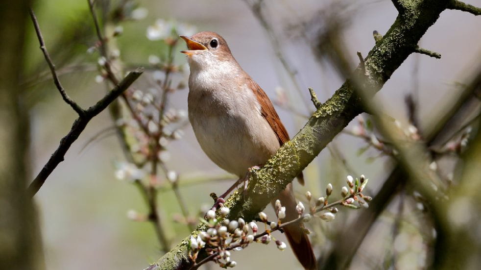 Wildlife activities for kids nightingale singing tree